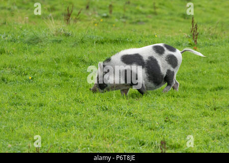 Free range Gloucester Old Spot fuori di maiale in un campo. Foto Stock