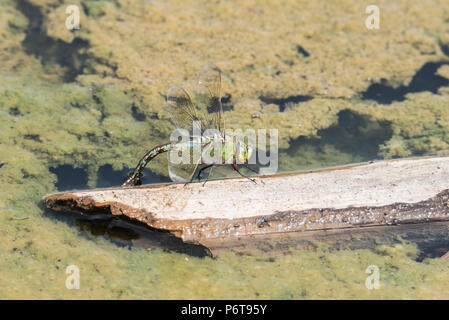 L'imperatore libellula (Anax imperator) ovi-posizionamento (uovo-posa) Foto Stock