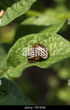 Il Colorado potato beetle mangia foglie di patata, Leptinotarsa decemlineata Foto Stock