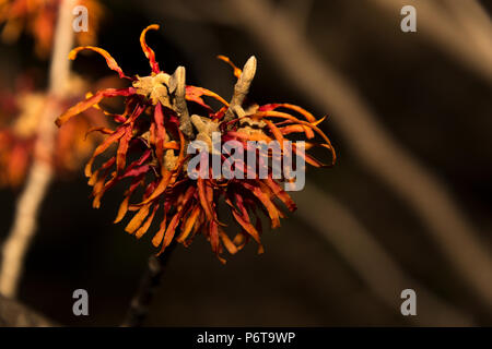 Hybrid amamelide (Hamamelis × intermedia) Foto Stock