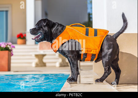 Nero staffordshire bull terrier cane in un giubbotto di salvataggio arancione in piedi in modo sicuro dal lato di una piscina esterna. Foto Stock