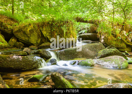 vista della riserva naturale di kennall vale del vecchio mulini a polvere in cornovaglia uk Foto Stock