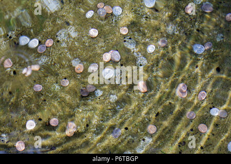 Fare un desiderio. Increspature dell'acqua onde di oltre le monete in una fontana. Foto Stock