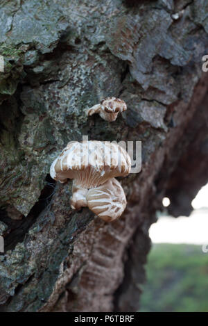 I funghi che crescono su un albero all'inizio dell'inverno. Foto Stock