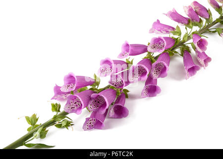 Digitalis purpurea isolati su sfondo bianco Foto Stock