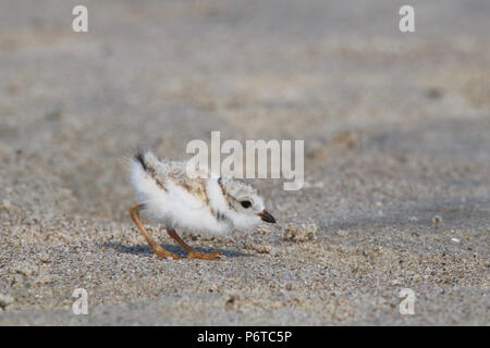 Una tubazione Plover Charadrius melodus chick in luglio a camminare su una spiaggia di foraggio per gli alimenti. Si tratta di sabbia colorata schiena e testa aiutano a rimanere mimetizzata. Foto Stock