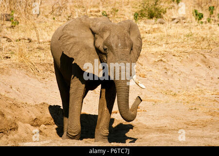 Elefante, Loxodonta africana. Parco Nazionale di Mana Pools. Zimbabwe Foto Stock