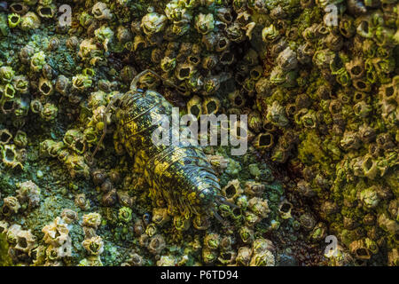 La Vosnesensky Isopod, Idotea wosnesenskii, aka Kelp Isopod, mostrando criptico di colorazione tra cirripedi a bassa marea su esposta una parete di roccia al punto 0 Foto Stock