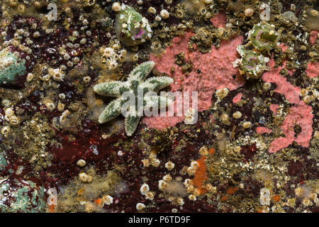 Sei sottoposti ai raggi-stella di mare, Leptasterias hexactis, durante una estrema bassa marea al punto di archi lungo l'Oceano Pacifico nel Parco Nazionale di Olympic, Washington Foto Stock