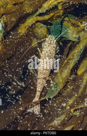 Baia di Liscia di gamberi Lissocrangon stylirostris, aka sabbia e gamberetti della specie Crangon stylirostris, trovati in pozze di marea in corrispondenza del punto di archi lungo l'Oceano Pacifico Foto Stock