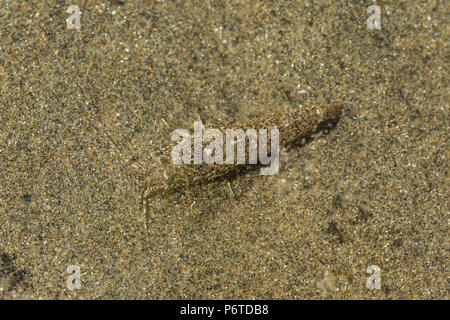 Baia di Liscia di gamberi Lissocrangon stylirostris, aka sabbia e gamberetti della specie Crangon stylirostris, trovati in pozze di marea in corrispondenza del punto di archi lungo l'Oceano Pacifico Foto Stock