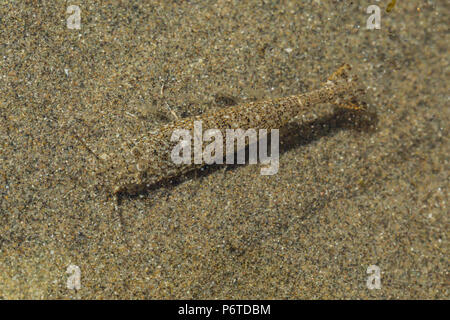 Baia di Liscia di gamberi Lissocrangon stylirostris, aka sabbia e gamberetti della specie Crangon stylirostris, trovati in pozze di marea in corrispondenza del punto di archi lungo l'Oceano Pacifico Foto Stock