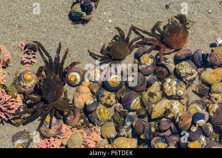 Northern Kelp granchi, Pugettia producta, aka Granseola, in un pool di marea con un sacco di paguri al punto di archi alla fine di Shi Shi Beach alon Foto Stock