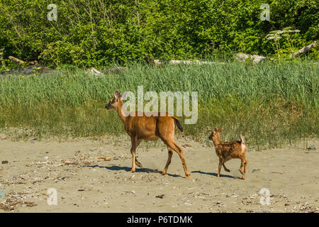 Columbian nero-tailed Deer, Odocoileus hemionus columbianus, doe e fawn in esecuzione dal pericolo percepito su Shi Shi Beach lungo l'Oceano Pacifico in O Foto Stock