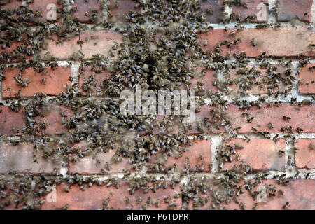 Hoppegarten, Germania, colonia di api si muove attraverso un foro in un muro di mattoni Foto Stock