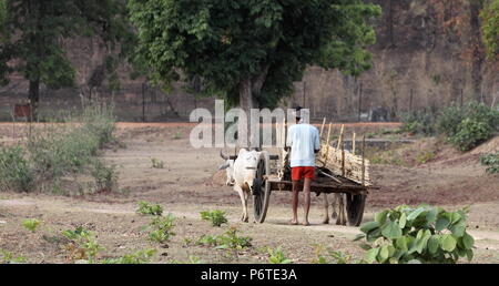 Un agricoltore indiano passeggiate torna a casa con il suo carrello di giovenco dopo la rifinitura dei lavori agricoli da qualche parte in India Centrale. Foto Stock