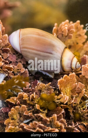 Nana Oliva viola, Olivella biplicata, shell probabilmente occupata da un granchio eremita, tra le alghe coralline, con la bassa marea al punto di archi, lungo la PAC Foto Stock