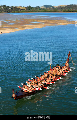 Guerrieri Maori paddling tradizionale Waka taua (canoe da guerra) a Waitangi, Nuova Zelanda Foto Stock