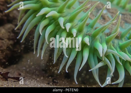 Vista subacquea del gigante verde, Anemone Anthopleura xanthogrammica, in corrispondenza del punto di archi lungo l'Oceano Pacifico nel Parco Nazionale di Olympic, Washington St Foto Stock