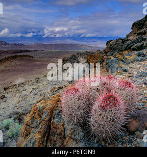 Cottontops, Echinocactus polycephalus, Echo Canyon, il Parco Nazionale della Valle della Morte, California Foto Stock