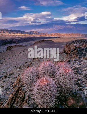 Cottontops, Echinocactus polycephalus, Echo Canyon, il Parco Nazionale della Valle della Morte, California Foto Stock