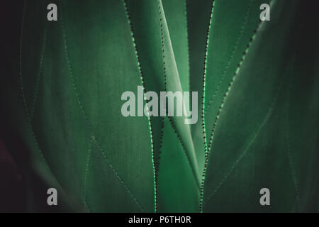 Foglie di Aloe vera con spine minuscole Foto Stock