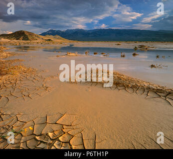 Amargosa River, Saratoga Springs, Avawatz montagne, Parco Nazionale della Valle della Morte, California Foto Stock