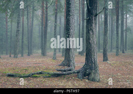 Alto e snello di alberi di pino nella foresta di nebbia Foto Stock