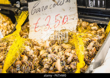 Filetto di piccola lumaca portoghesi che vivono su un mercato. Specialità portoghesi per l' aperitivo Foto Stock