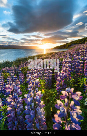 Akureyri, il nord dell'Islanda. Campi di lupini e il sole di mezzanotte. Foto Stock