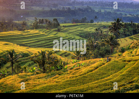 Indonesia, Bali, Jatiluwih terrazze di riso Foto Stock