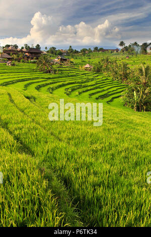 Indonesia, Bali, Sidemen Valley, campi di riso Foto Stock