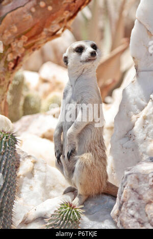 Meerkat o Suricat - Suricata suricatta - seduta alert circondato da quarzo bianco rock. Kalahari Namibia. Ritratto Foto Stock