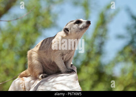 Meerkat o Suricat - Suricata suricatta - rannicchiato sul bianco, roccia di quarzo, guardando in giro. Kalahari Namibia Foto Stock