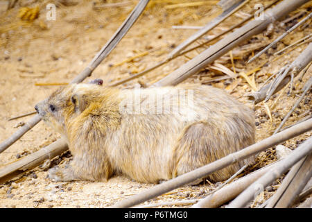 Rock hyrax, nella Riserva Naturale di Ein Gedi, Israele sud Foto Stock