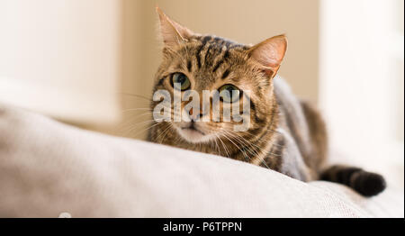 Il gatto domestico a casa Foto Stock