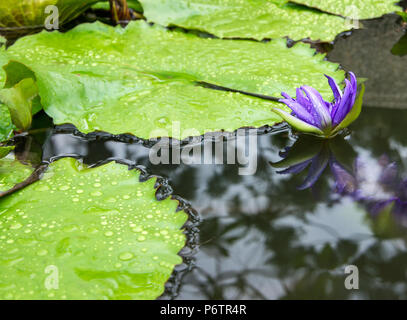 Fiore di loto in stagno. Waterlilly blossom nel giardino. Le gocce di pioggia sulle foglie. Sfondo naturale Foto Stock