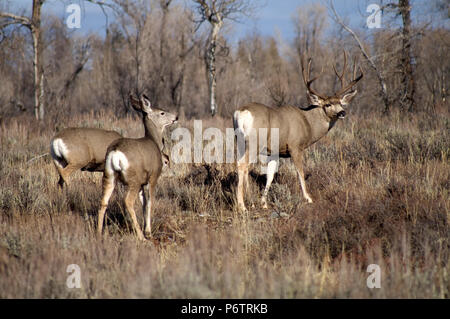 Un selvaggio Mule Deer orologi pronto a difendere il suo compagno nel bosco del Wyoming Foto Stock