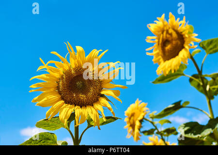Close-up foto di un girasole in un campo con un cielo blu con nuvole in background su una soleggiata giornata estiva Foto Stock