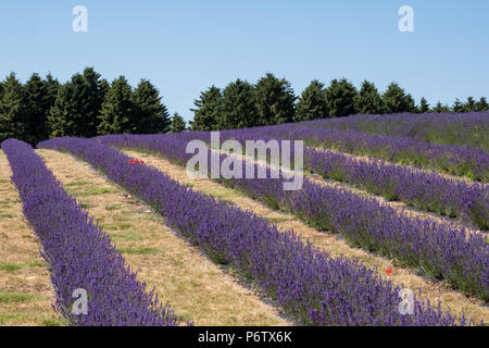 Vedute di campi di lavanda in un allevamento di fiore in Cotswolds, Snowshill WORCESTERSHIRE REGNO UNITO. La Lavanda è piantato in file. Foto Stock