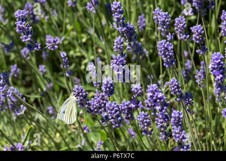 Vista ravvicinata di lavanda che cresce su un allevamento di fiore in Cotswolds England Regno Unito. Farfalla bianca oscilla intorno alle teste dei fiori. Foto Stock