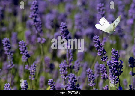 Vista ravvicinata di lavanda che cresce su un allevamento di fiore in Cotswolds England Regno Unito. Farfalla bianca oscilla intorno alle teste dei fiori. Foto Stock