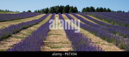 Vedute di campi di lavanda in un allevamento di fiore in Cotswolds, Snowshill WORCESTERSHIRE REGNO UNITO. La Lavanda è piantato in file. Foto Stock