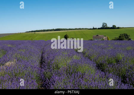 Vista dei campi di lavanda in un allevamento di fiore in Cotswolds, Snowshill WORCESTERSHIRE REGNO UNITO. La Lavanda è piantato in file. Foto Stock