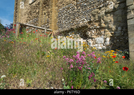 Il Castello di Guildford, Surrey, Regno Unito su una soleggiata giornata estiva - bellissimi fiori selvatici colorati accanto al castello mantenere le pareti Foto Stock