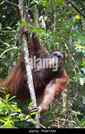 Wild donna adulto orango rainforest Borneo Foto Stock