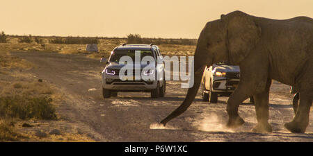 Elefante africano - Loxodonta - calci fino dalla polvere come attraversa la strada nella parte anteriore dei veicoli con il sole che tramonta Foto Stock