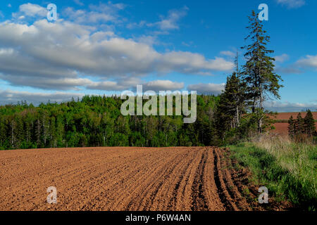 Appena piantato in campo rurale di Prince Edward Island, Canada. Foto Stock