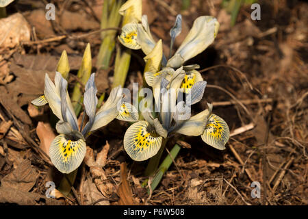 Nana Iris bulbosa Katharine Hodgkin Foto Stock