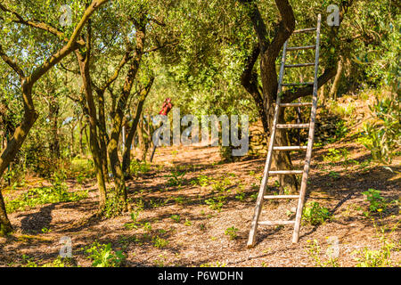 Scaletta appoggiata su albero di olivo in Italia Foto Stock